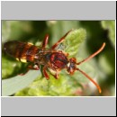 Nomada flava  - Wespenbiene w22b.jpg